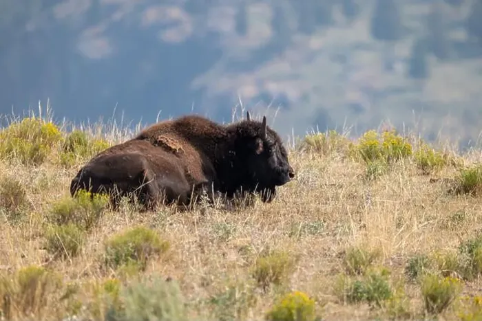 Framed Print : Buffalo Laying in the Grass in Yellowstone National Park Framed Print : Buffalo Laying in the Grass in Yellowstone National Park