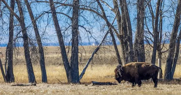 Framed Print : Buffalo at Rocky Mountain Arsenal National Wildlife Refuge, Colorado Framed Print : Buffalo at Rocky Mountain Arsenal National Wildlife Refuge, Colorado