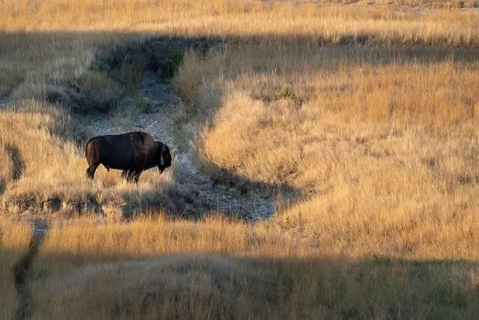 Framed Print : A buffalo is standing in a field of tall grass Framed Print : A buffalo is standing in a field of tall grass