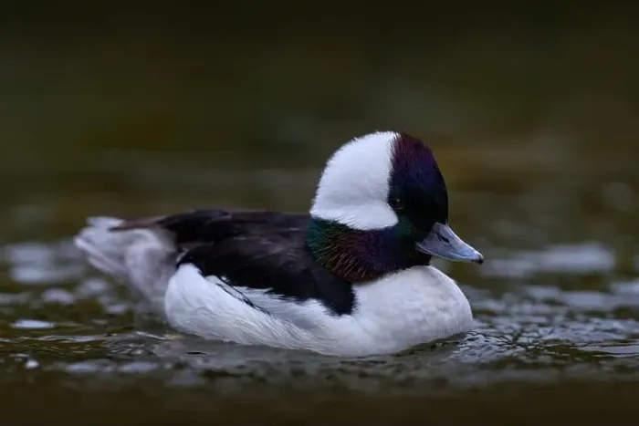 Framed Print : Bufflehead, Bucephala albeola, small sea duck Framed Print : Bufflehead, Bucephala albeola, small sea duck