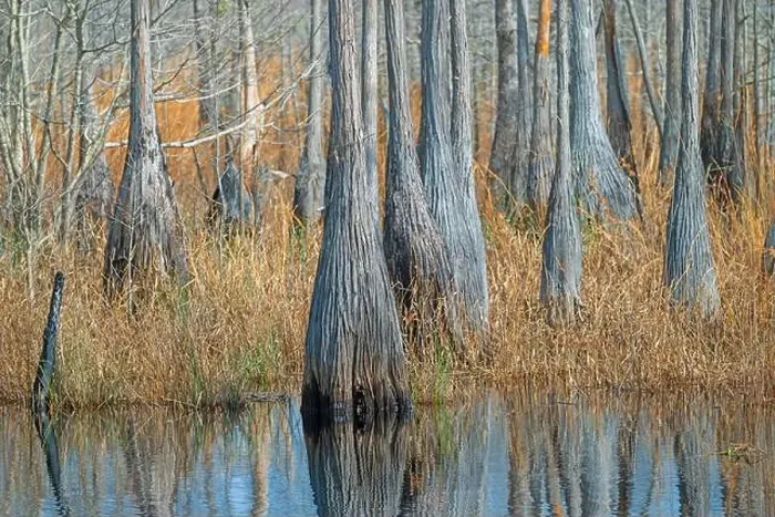 Framed Print : Bulbous Tupelo Tree Trunks on a Marshy Shore in Stephen C Foster State Park in Georgia Framed Print : Bulbous Tupelo Tree Trunks on a Marshy Shore in Stephen C Foster State Park in Georgia