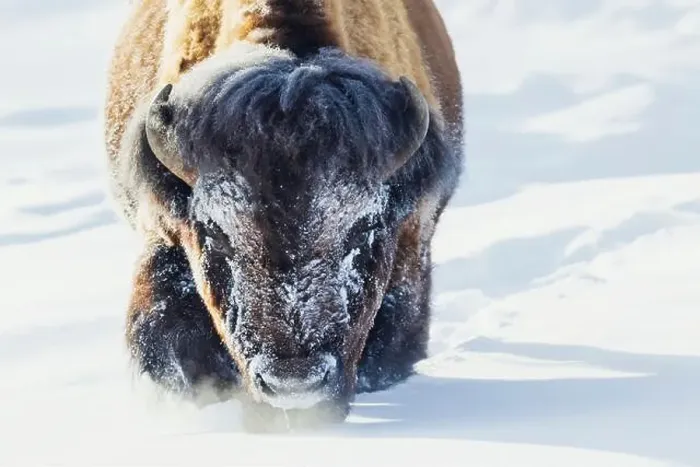 Framed Print : Bull bison wading through the deep snow of Yellowstone Framed Print : Bull bison wading through the deep snow of Yellowstone