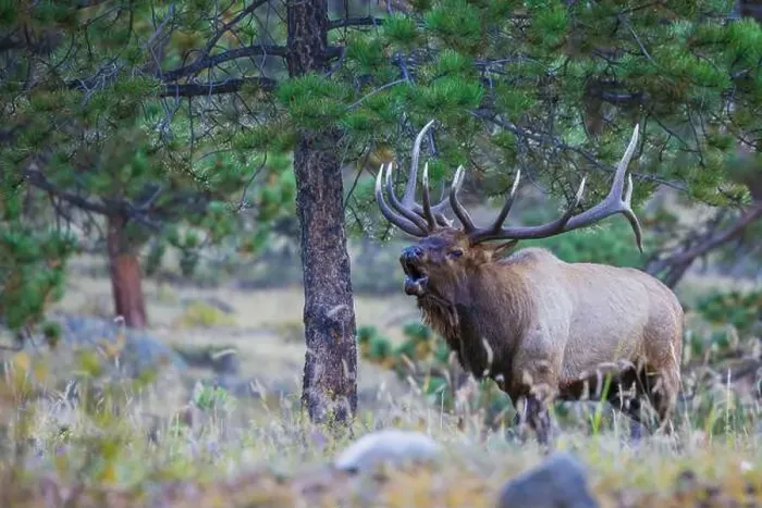 Framed Print : Bull elk bugling in the Rocky Mountains, Colorado, USA Framed Print : Bull elk bugling in the Rocky Mountains, Colorado, USA