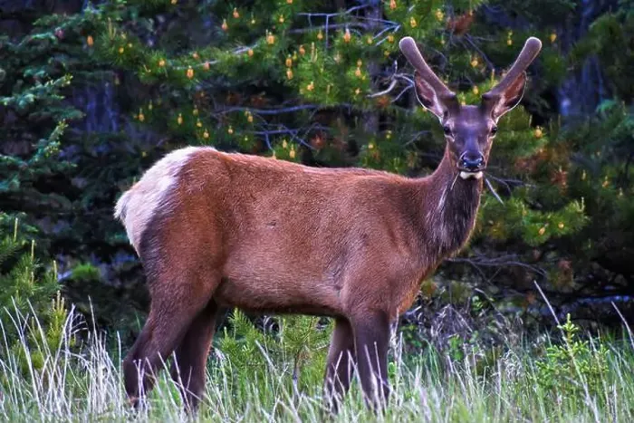 Framed Print : Bull Elk. Jasper Alberta, Canada Framed Print : Bull Elk. Jasper Alberta, Canada