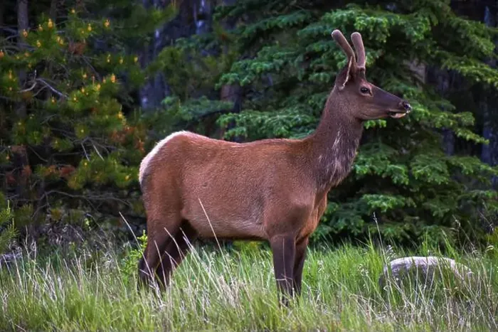 Framed Print : Bull Elk. Jasper Alberta, Canada Framed Print : Bull Elk. Jasper Alberta, Canada