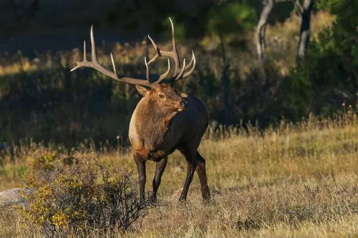 Framed Print : Bull elk, out of the shadows, Colorado, USA Framed Print : Bull elk, out of the shadows, Colorado, USA