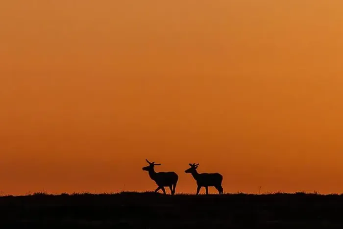 Framed Print : Bull elk silhouetted by the dawn light in Theodore Roosevelt National Park, North Dakota, USA. (Editorial Use Only) Framed Print : Bull elk silhouetted by the dawn light in Theodore Roosevelt National Park, North Dakota, USA. (Editorial Use Only)