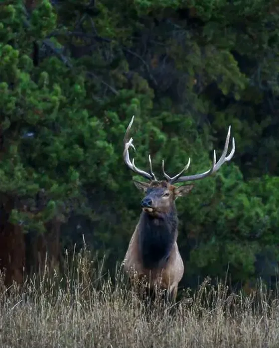 Framed Print : Bull elk, Yellowstone National Park Framed Print : Bull elk, Yellowstone National Park