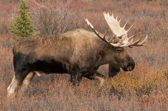 Framed Print : Bull Moose, Autumn, Alaska-Yukon variety, Large Antlers, Denali National Park, Alaska