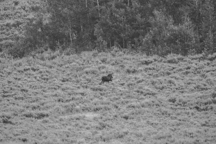 Framed Print : A Bull Moose in Black and White Framed Print : A Bull Moose in Black and White
