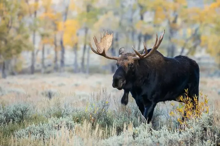 Framed Print : Bull moose on the move, autumn cottonwoods of Wyoming Framed Print : Bull moose on the move, autumn cottonwoods of Wyoming