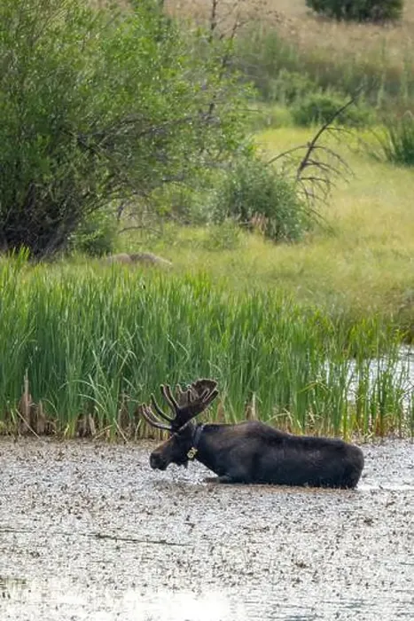 Framed Print : Bull Moose in a River in Rocky Mountain National Park Framed Print : Bull Moose in a River in Rocky Mountain National Park