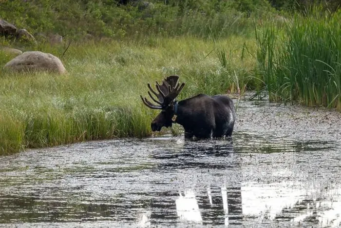 Framed Print : Bull Moose in a River in Rocky Mountain National Park Framed Print : Bull Moose in a River in Rocky Mountain National Park