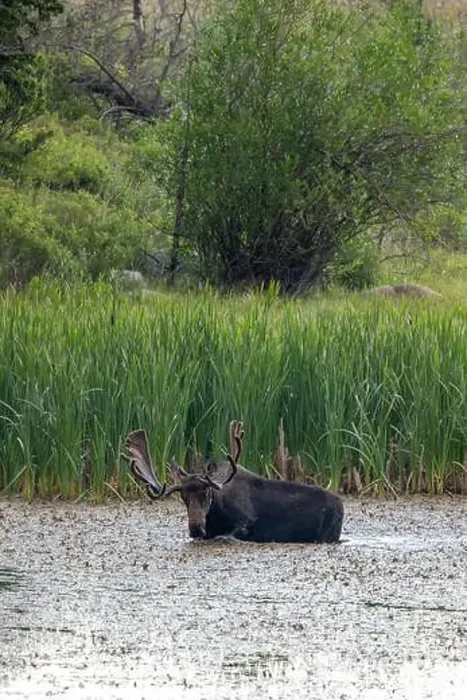 Framed Print : Bull Moose in a River in Rocky Mountain National Park Framed Print : Bull Moose in a River in Rocky Mountain National Park