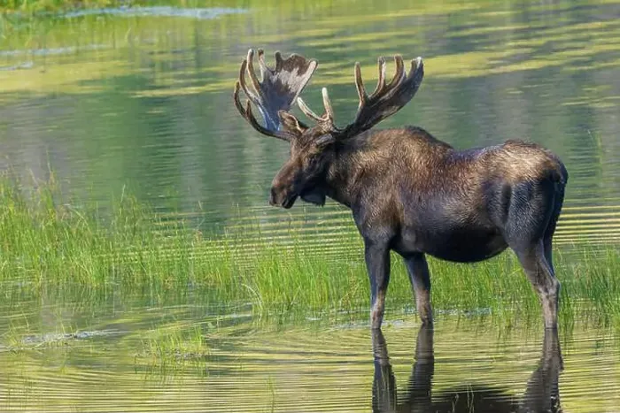 Framed Print : Bull moose takes advantage of a small pond to cool off in the Rocky Mountains of Colorado Framed Print : Bull moose takes advantage of a small pond to cool off in the Rocky Mountains of Colorado