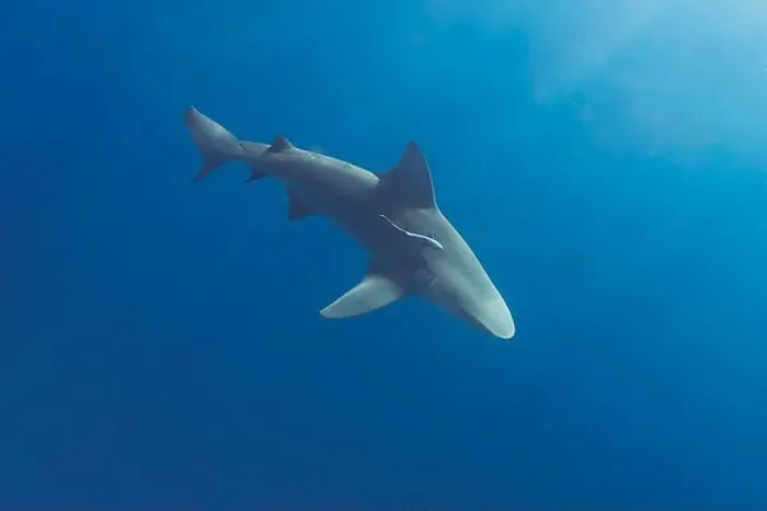 Framed Print : Bull Shark (Carcharhinus leucas) in Jupiter, Florida, USA Framed Print : Bull Shark (Carcharhinus leucas) in Jupiter, Florida, USA