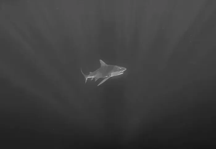 Framed Print : Bull Shark (Carcharhinus leucas) in Jupiter, Florida, USA Framed Print : Bull Shark (Carcharhinus leucas) in Jupiter, Florida, USA