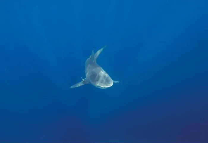 Framed Print : Bull Shark (Carcharhinus leucas) in Jupiter, Florida, USA Framed Print : Bull Shark (Carcharhinus leucas) in Jupiter, Florida, USA