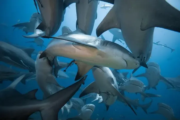Framed Print : Bull Sharks schooling above coral reef Framed Print : Bull Sharks schooling above coral reef