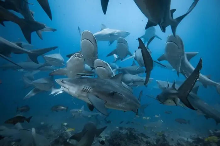 Framed Print : Bull Sharks schooling above coral reef Framed Print : Bull Sharks schooling above coral reef