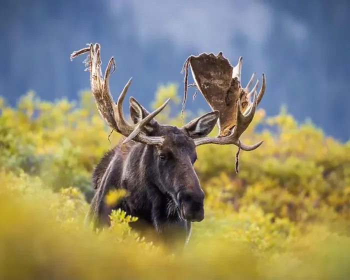 Framed Print : Bull Shiras Moose - alces alces - standing in autumn changing willows with strings of velvet hanging off antlers Framed Print : Bull Shiras Moose - alces alces - standing in autumn changing willows with strings of velvet hanging off antlers