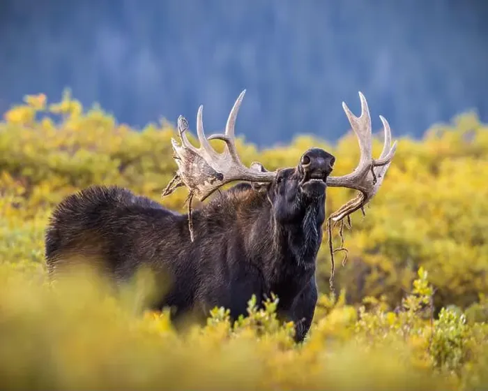Framed Print : Bull Shiras Moose - alces alces - standing broadside in autumn changing willows giving a lip curl smelling for cows Framed Print : Bull Shiras Moose - alces alces - standing broadside in autumn changing willows giving a lip curl smelling for cows