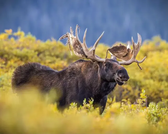 Framed Print : Bull Shiras Moose - alces alces - standing broadside in autumn changing willows in a high mountain valley Colorado, USA Framed Print : Bull Shiras Moose - alces alces - standing broadside in autumn changing willows in a high mountain valley Colorado, USA