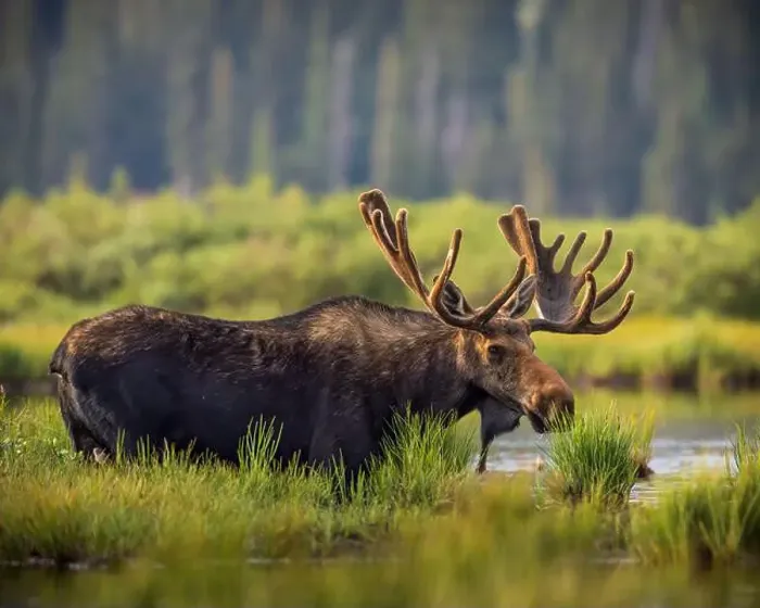 Framed Print : Bull Shiras Moose - alces alces - standing at water's edge of a high mountain valley pond Colorado, USA Framed Print : Bull Shiras Moose - alces alces - standing at water's edge of a high mountain valley pond Colorado, USA