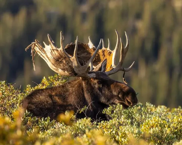 Framed Print : Bull Shiras Moose - alces alces - standing above willows with leaves changing to autumn colors Colorado, USA Framed Print : Bull Shiras Moose - alces alces - standing above willows with leaves changing to autumn colors Colorado, USA