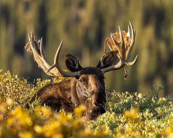 Framed Print : Bull Shiras Moose - alces alces - standing above willows with leaves changing to autumn colors making eye contact Framed Print : Bull Shiras Moose - alces alces - standing above willows with leaves changing to autumn colors making eye contact