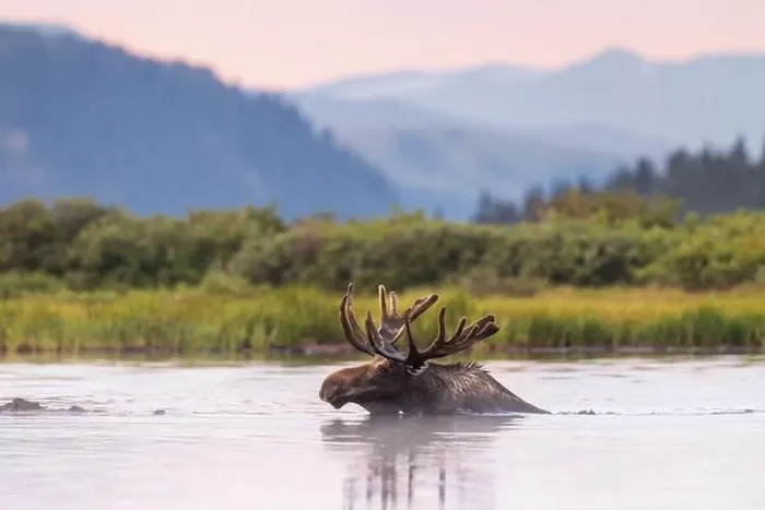 Framed Print : Bull Shiras Moose - alces alces - swimming in high mountain valley pond at dusk Colorado, USA