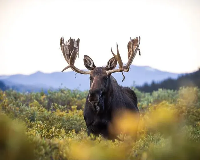 Framed Print : Bull Shiras Moose - alces alces - walking in autumn changing willows in a high mountain valley Colorado, USA Framed Print : Bull Shiras Moose - alces alces - walking in autumn changing willows in a high mountain valley Colorado, USA