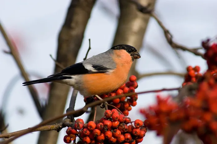 Framed Print : The Bullfinch (Pyrrhula pyrrhula Linnaeus, 1758) is mountain ash berries. The male sits on a branch Framed Print : The Bullfinch (Pyrrhula pyrrhula Linnaeus, 1758) is mountain ash berries. The male sits on a branch
