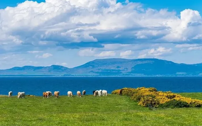 Framed Print : Bulls and Cows on Fields over Coastline, English Village, England, Europe Framed Print : Bulls and Cows on Fields over Coastline, English Village, England, Europe
