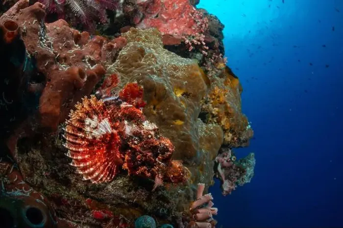 Framed Print : Bunaken Island - Reefscapes Framed Print : Bunaken Island - Reefscapes