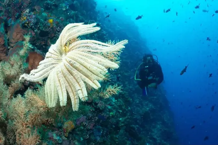 Framed Print : Bunaken Island - Reefscapes