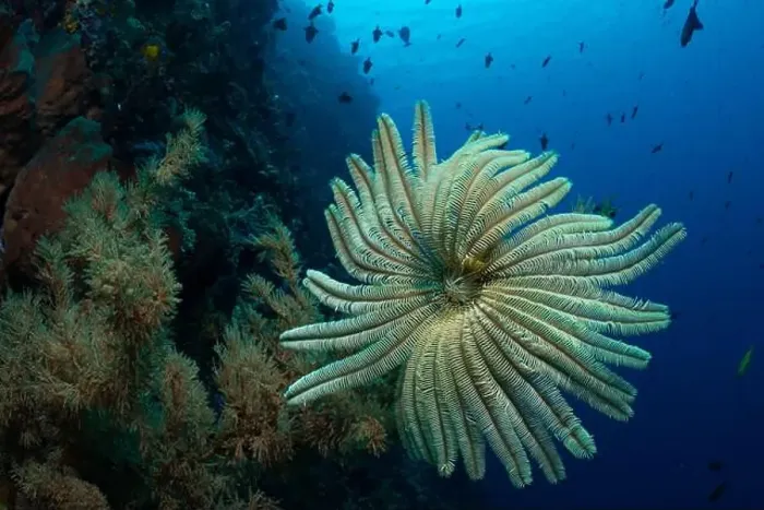 Framed Print : Bunaken Island - Reefscapes Framed Print : Bunaken Island - Reefscapes