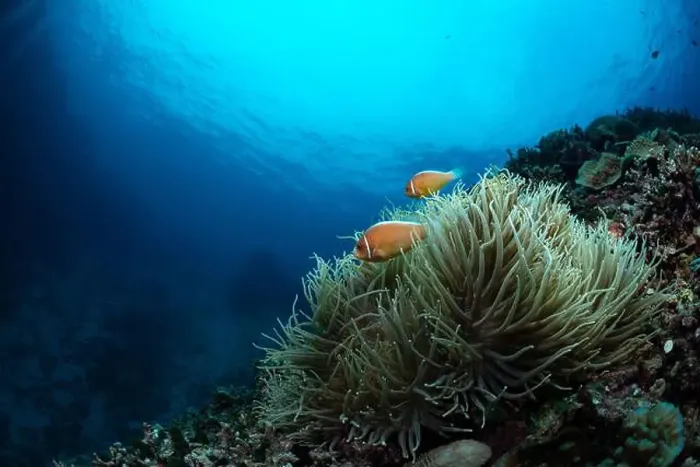 Framed Print : Bunaken Island - Reefscapes Framed Print : Bunaken Island - Reefscapes
