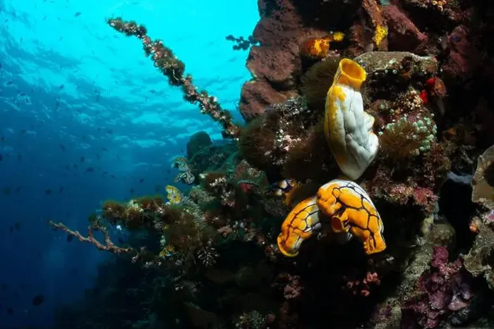 Framed Print : Bunaken Island - Reefscapes Framed Print : Bunaken Island - Reefscapes