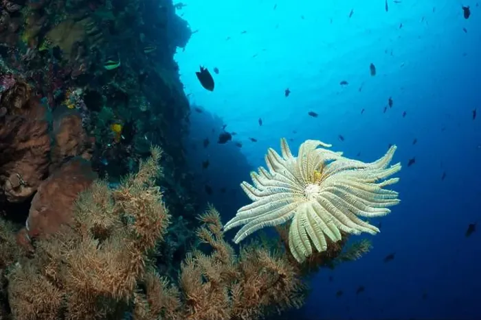 Framed Print : Bunaken Island - Reefscapes Framed Print : Bunaken Island - Reefscapes