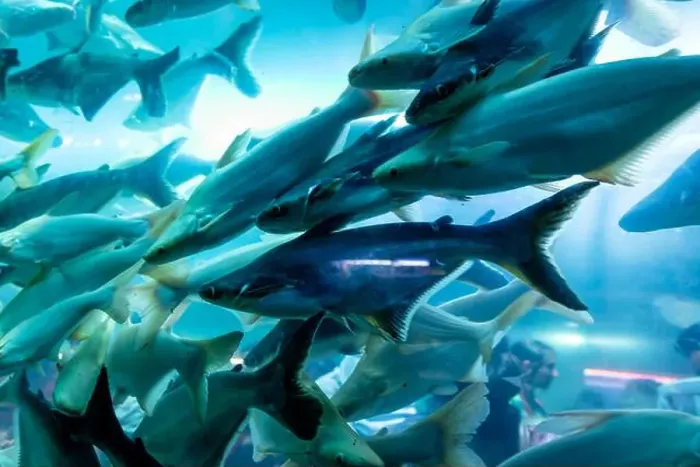 Framed Print : bunch of fish in clear blue water from different angle Framed Print : bunch of fish in clear blue water from different angle