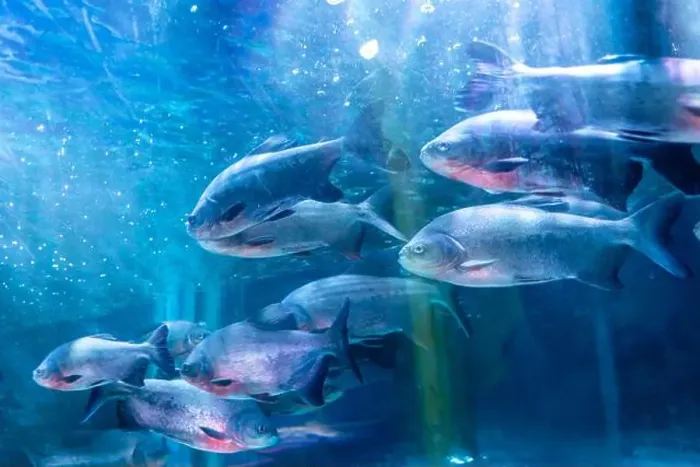 Framed Print : bunch of fish in clear blue water from different angle Framed Print : bunch of fish in clear blue water from different angle