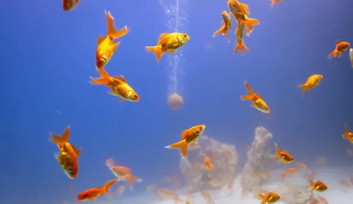 Framed Print : bunch of fish in clear blue water from different angle Framed Print : bunch of fish in clear blue water from different angle