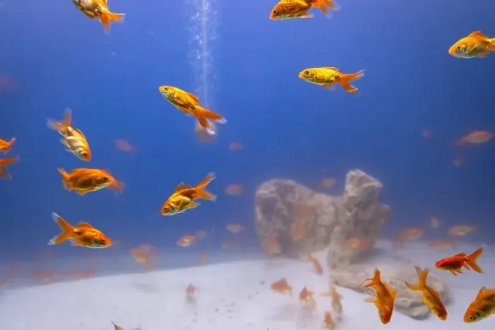 Framed Print : bunch of fish in clear blue water from different angle Framed Print : bunch of fish in clear blue water from different angle