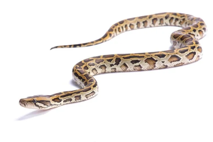 Framed Print : Burmese python, Python bivittatus Framed Print : Burmese python, Python bivittatus