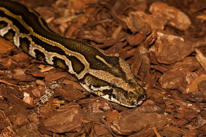 Framed Print : Burmese python, Python bivittatus aka Python molurus, native south-east Asia Framed Print : Burmese python, Python bivittatus aka Python molurus, native south-east Asia