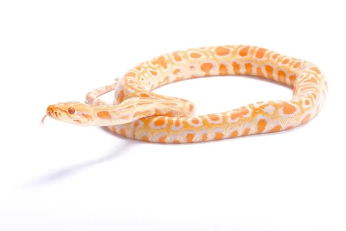 Framed Print : Burmese python, Python bivittatus, albino Framed Print : Burmese python, Python bivittatus, albino