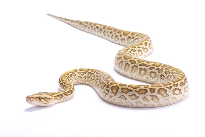 Framed Print : Burmese python, Python bivittatus, hypomelanistic Framed Print : Burmese python, Python bivittatus, hypomelanistic
