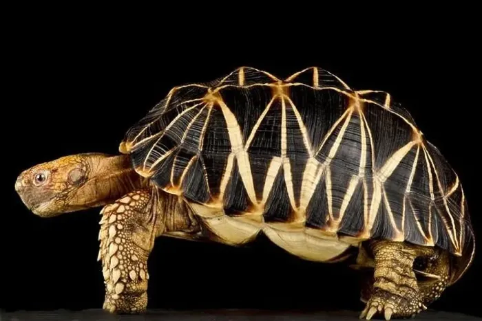 Framed Print : Burmese star tortoise (Geochelona patynota) Framed Print : Burmese star tortoise (Geochelona patynota)