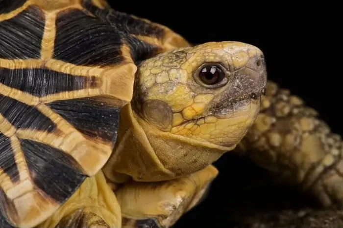 Framed Print : Burmese star tortoise (Geochelone platynota)
